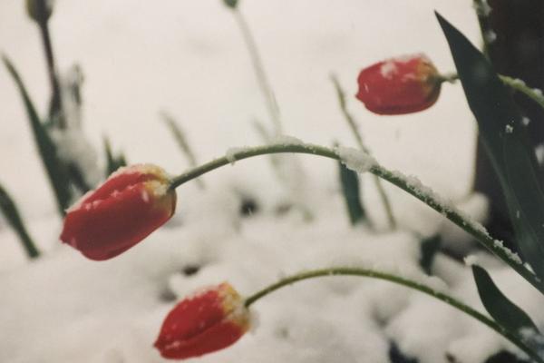 Trauerreden Carmen Jucker